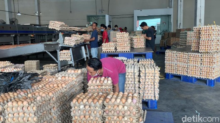 Harga telur di Sumut naik.
