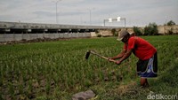Di sisi lain, para petani yang terdampak jalan tol ini mengaku ada senang tetapi ada juga yang tidak dengan adanya jalan tol ini. Karena sawah Kabupaten Bekasi semakin sedikit akibat maraknya pembagunan tol dan perumahan.