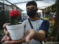 Perhatian! Pecinta Flora dan Fauna Merapat ke Lapangan Banteng