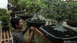 Perhatian! Pecinta Flora dan Fauna Merapat ke Lapangan Banteng