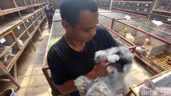 Peternakan kelinci di Lembang, Bandung Barat.