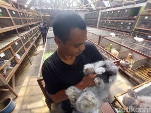Menengok Peternakan Kelinci di Lembang yang Hasilkan Cuan Menggiurkan