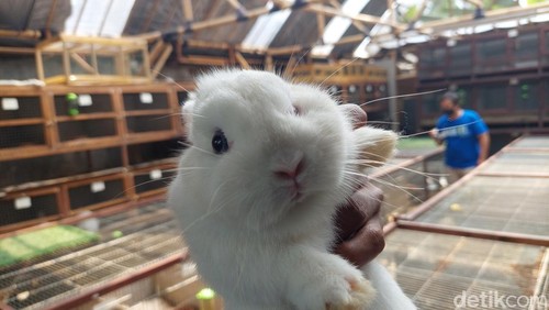 Peternakan kelinci di Lembang.