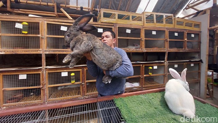 Peternakan kelinci German Giant di Lembang