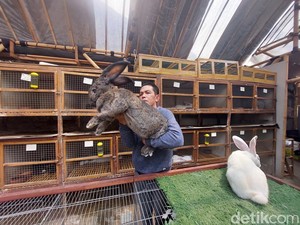 Melihat Gagahnya German Giant, Kelinci Raksasa yang Ada di Lembang