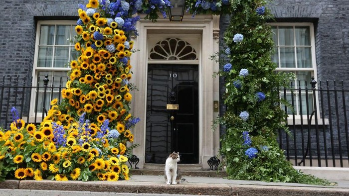 Potret Gemas Larry, Si Kucing Pemburu Tikus di Kantor PM Inggris Larry the cat sits in front of a flower arch of Ukraine's national flower, sunflowers, erected outside Number 10 Downing Street in London to mark Ukrainian Independence Day on August 24, 2022. (Photo by Susannah Ireland / AFP) (Photo by SUSANNAH IRELAND/AFP via Getty Images)