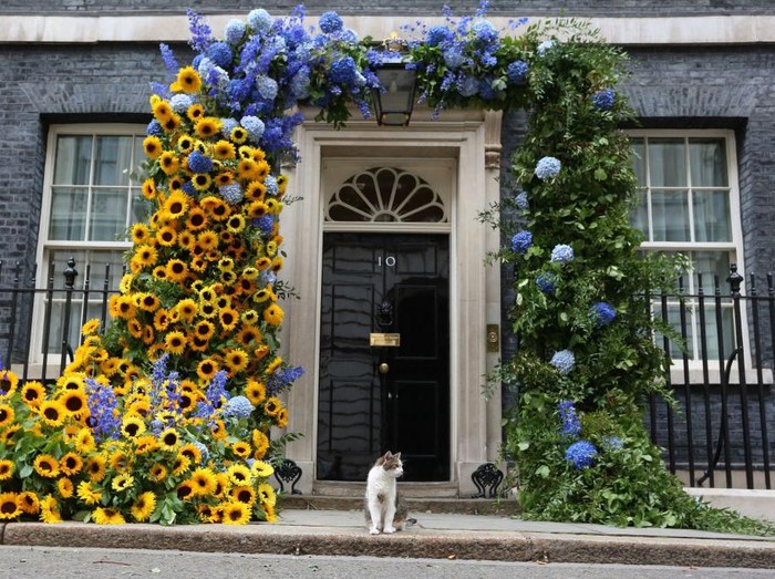 Larry the cat sits in front of a flower arch of Ukraines national flower, sunflowers, erected outside Number 10 Downing Street in London to mark Ukrainian Independence Day on August 24, 2022. (Photo by Susannah Ireland / AFP) (Photo by SUSANNAH IRELAND/AFP via Getty Images)