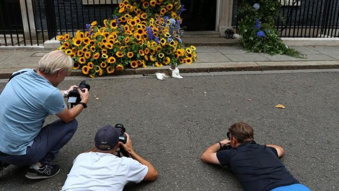 Potret Gemas Larry, Si Kucing Pemburu Tikus di Kantor PM Inggris Larry the cat sits in front of a flower arch of Ukraine's national flower, sunflowers, erected outside Number 10 Downing Street in London to mark Ukrainian Independence Day on August 24, 2022. (Photo by Susannah Ireland / AFP) (Photo by SUSANNAH IRELAND/AFP via Getty Images)