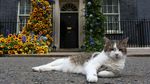 Kenalin Nih, Kucing Pemburu Tikus di Kantor PM Inggris