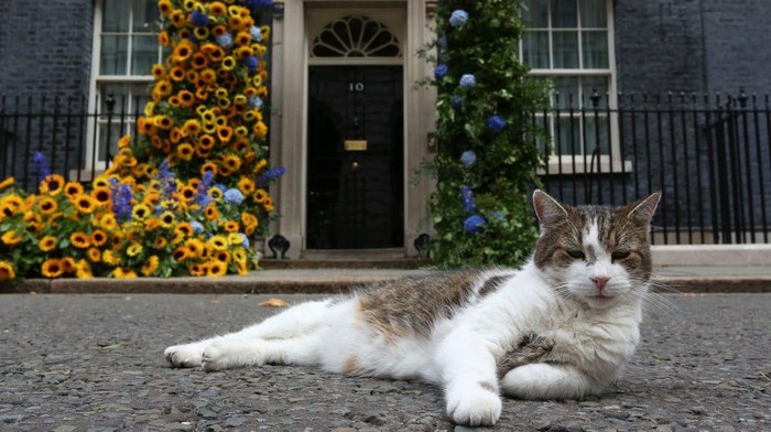 Larry the cat sits in front of a flower arch of Ukraines national flower, sunflowers, erected outside Number 10 Downing Street in London to mark Ukrainian Independence Day on August 24, 2022. (Photo by Susannah Ireland / AFP) (Photo by SUSANNAH IRELAND/AFP via Getty Images)