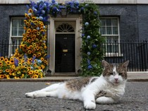 Meski PM Inggris Gonta-ganti, Kucing Ini Belum Lengser dari Jabatannya