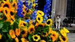 Kenalin Nih, Kucing Pemburu Tikus di Kantor PM Inggris