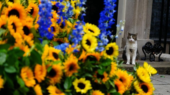 Potret Gemas Larry, Si Kucing Pemburu Tikus di Kantor PM Inggris Larry the cat stands beneath a floral arch of sunflowers, the national flower of Ukraine, at the door to 10 Downing Street, London, to show the UK's support for Ukraine, who celebrate their independence day on Wednesday. Picture date: Tuesday August 23, 2022. (Photo by Victoria Jones/PA Images via Getty Images)