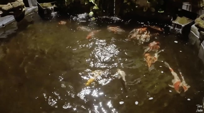 Halaman depan cukup luas, lengkap dengan pepohonan yang rindang. Bahkan terdapat pula sebuah kolam ikan koi. (Foto: YouTube/Tiara Andini)