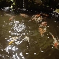 Halaman depan cukup luas, lengkap dengan pepohonan yang rindang. Bahkan terdapat pula sebuah kolam ikan koi. (Foto: YouTube/Tiara Andini)