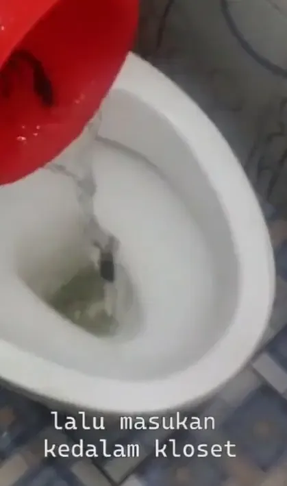 Ternak ikan lele di septic tank