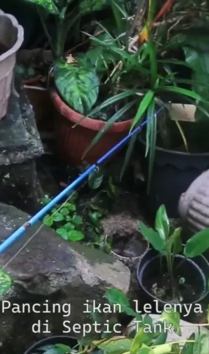 Ternak ikan lele di septic tank