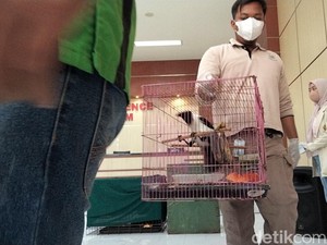 Polda Jatim-BKSDA Bongkar Jual Beli Satwa Dilindungi, 304 Hewan Disita