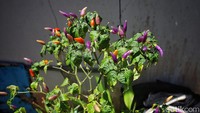 Cabe ungu ini disebut juga dengan cabe Jepang. Cabe ungu tidak banyak dikenal ataupun tumbuh di Indonesia.   