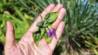 Jika pada umumnya cabe memiliki warna hijau, kuning, dan merah, cabe yang satu ini memiliki warna ungu. Bagi pecinta tanaman hidroponik dan budidaya tanaman mungkin tidak asing dengan cabe ungu ini. Namun untuk konsumen umum masih jarang yang mengetahuinya.  