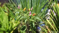 Cabe ungu memiliki fungsi yang sama seperti cabe lainnya yaitu bisa digunakan sebagai sayuran, bumbu, dan penyedap makanan lainnya. Warna ungu pada cabe ini dikarenakan kandungan antosianin yang berfungsi sebagai antioksidan yang cukup besar.   