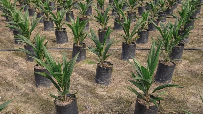 A Man using smoke machine for desinsection and pest control at Oil palm saplings are lined up in rows in a nursery at the Riau Technology Islamic Boarding School in Pekanbaru, Riau Province,Indonesia on 25 August 2022. (Photo by Afrianto Silalahi/NurPhoto via Getty Images)
