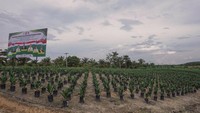 Pemandangan pohon kelapa sawit yang ditanam di Jalan Lintas Sumatera, Kacamatan Siak Hulu, Kabupaten Kampar, Riau.
