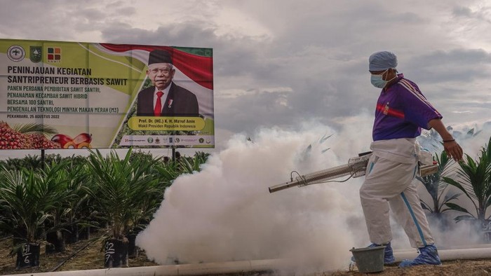 A Man using smoke machine for desinsection and pest control at Oil palm saplings are lined up in rows in a nursery at the Riau Technology Islamic Boarding School in Pekanbaru, Riau Province,Indonesia on 25 August 2022. (Photo by Afrianto Silalahi/NurPhoto via Getty Images)