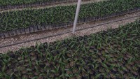 Hamparan bibit sawit yang ditanam oleh petani dan para santri dalam program santripreneur berbasis sawit. Selain di Riau, program serupa dilakukan pula di Papua Barat dan Kalimantan Barat.
