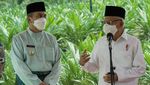 Momen Wapres Maruf Amin Tanam Kelapa Sawit Bareng Santri di Riau