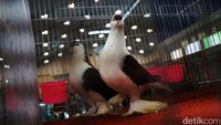 Pameran ini diikuti spesialis veteriner hingga vendor produsen berbagai kebutuhan hewan serta toko ritel.