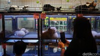 Ada juga yang mengabadikan hewan-hewan lucu yang dipamerkan di IIPE 2022.