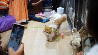 Kucing-kucing lucu juga memeriahkan pameran Indonesia International Pet Expo 2022.