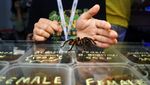 Hewan-hewan Lucu Dipamerkan di IIPE 2022