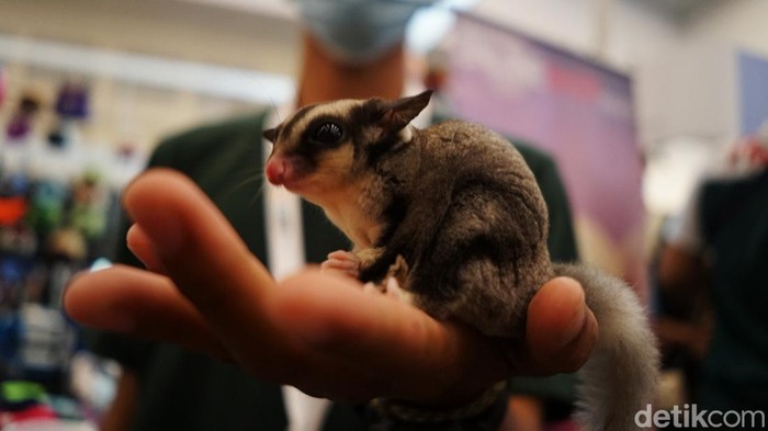Berbagai Hewan Peliharaan Lucu Dipamerkan di IIPE 2022 Beragam jenis hewan peliharaan dipamerkan di Indonesia International Pet Expo 2022, ICE BSD, Tangerang Selatan. Para pecinta binatang pun menyerbu pameran tersebut.