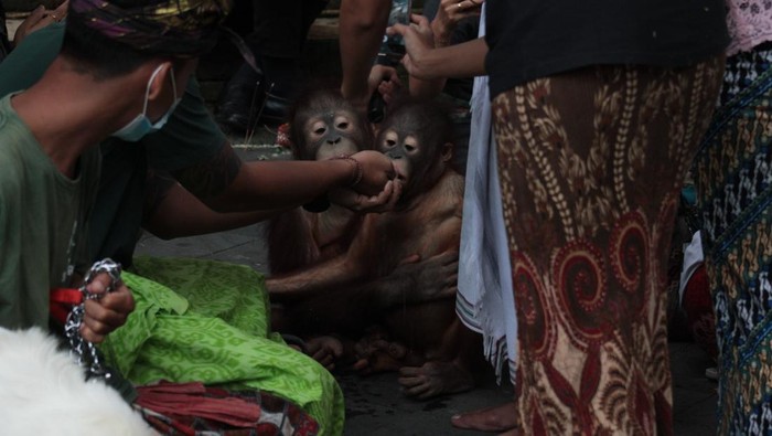 Berbagai satwa dari ular hingga orang utan di Bali Safari Park tampak antusias mengikuti prosesi Tumpek Kandang atau Tumpek Uye, Sabtu (27/8/2022).