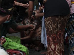 Ular hingga Orang Utan Didoakan-Diperciki Tirtha di Bali Safari Park