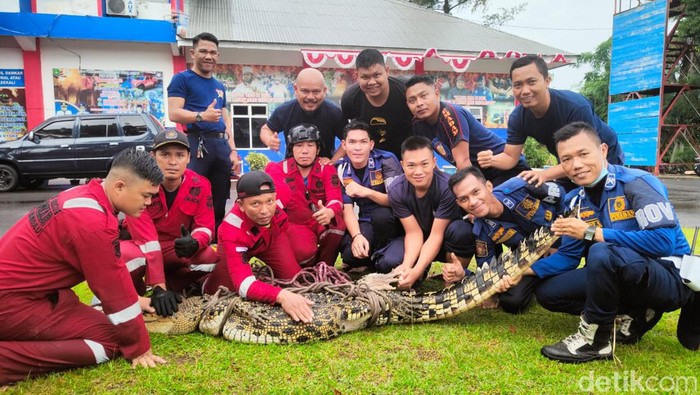 Buaya ditangkap petugas di Muara Jenggalu, Bengkulu.