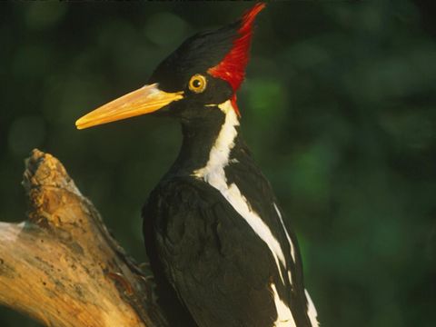 Burung pelatuk paruh gading, Campephilus principalis. (Photo by: Auscape/Universal Images Group via Getty Images)