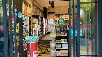 Hewan ngadem. Foto: Reddit via Boredpanda