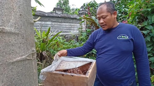 Ferdian menunjukkan salah satu kotak atau sarang lebah Trigona di Jatiluwih Bee Honey Farm, Tabanan.