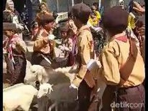 Kocak! Peserta Gerak Jalan Lumajang Kocar-kacir Disusupi Kawanan Kambing