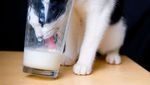 Lucunya! Aksi Gemas Para Kucing Saat Ketahuan Diam-diam Curi Makanan