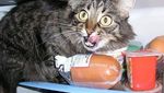 Lucunya! Aksi Gemas Para Kucing Saat Ketahuan Diam-diam Curi Makanan