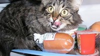 Jangan kaget kalau menemukan kucing menggemaskan ini tengah mencuri makanan di dalam kulkas. Ekspresi terkejutnya bikin ngakak! Foto: Site News