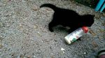 Lucunya! Aksi Gemas Para Kucing Saat Ketahuan Diam-diam Curi Makanan