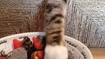 Lucunya! Aksi Gemas Para Kucing Saat Ketahuan Diam-diam Curi Makanan