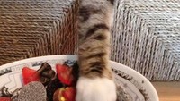 Mencuri lewat lubang kotak yang besar, kucing ini berhasil kamuflase dengan warna bulunya yang senada saat mengambil cokelat. Foto: Site News