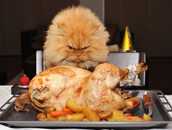 Lucunya! Aksi Gemas Para Kucing Saat Ketahuan Diam-diam Curi Makanan