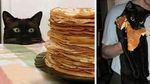 Lucunya! Aksi Gemas Para Kucing Saat Ketahuan Diam-diam Curi Makanan